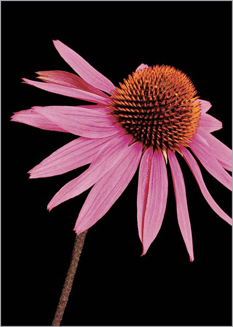 Cone Flower A