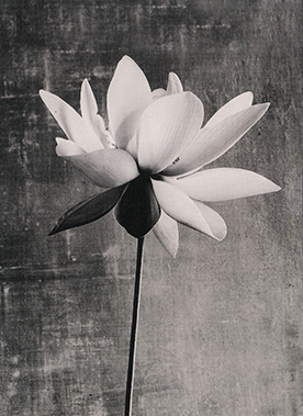 Sympathy Lily Bandw Photo