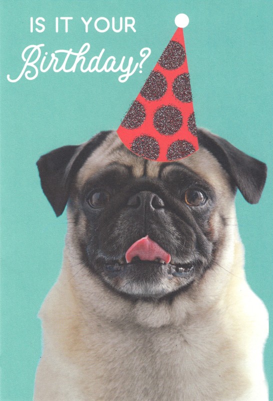 Birthday Hat Pug