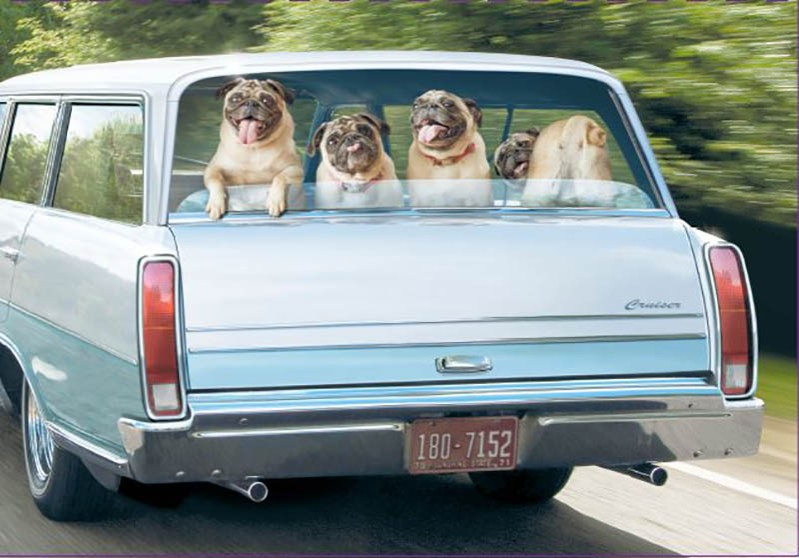 Four Pugs