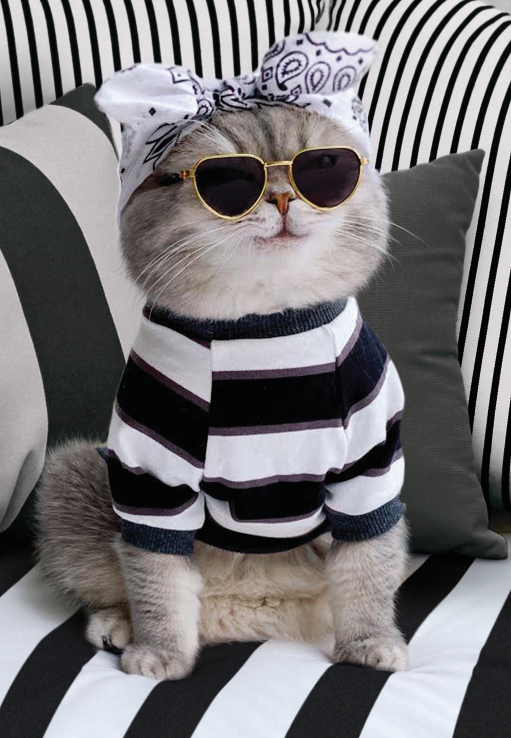 Avanti: Cat In Sunnies