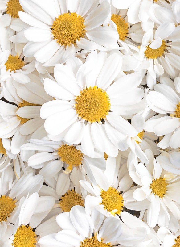 Bloom Daisies