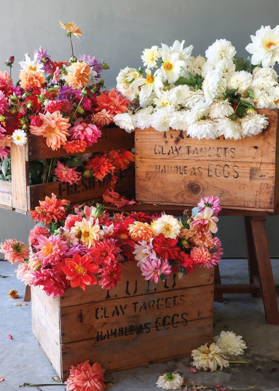 Kate W Flower Boxes