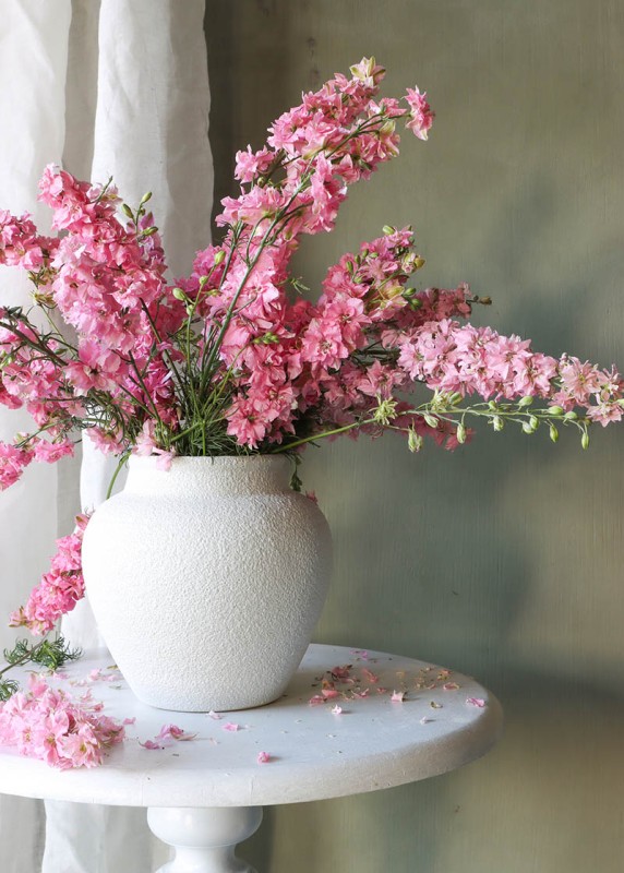 Kate W Pink Delphinium