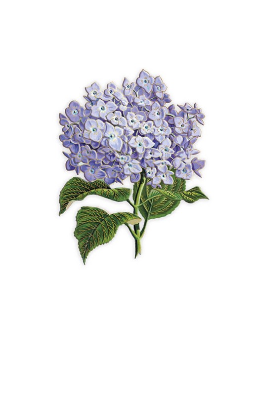 Icones Blue Hydrangea