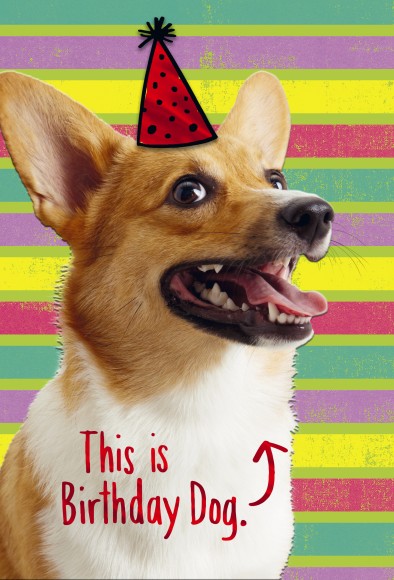 Birthday Birthday Dog