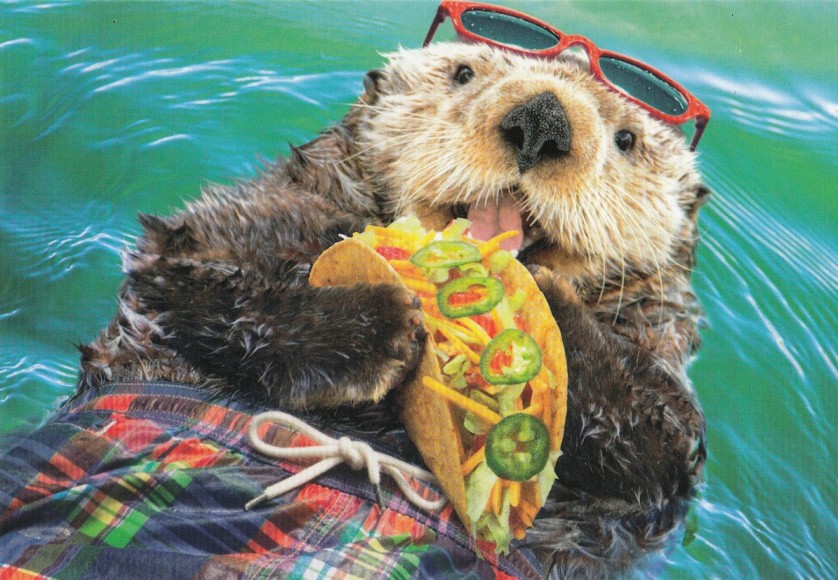 Avanti Otter Eating Taco