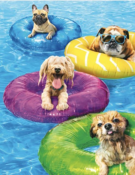 Avanti Dogs Pool Party