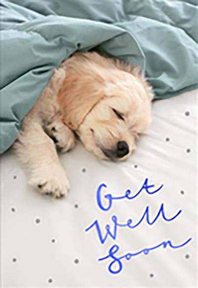 Get Well Dog In Bed