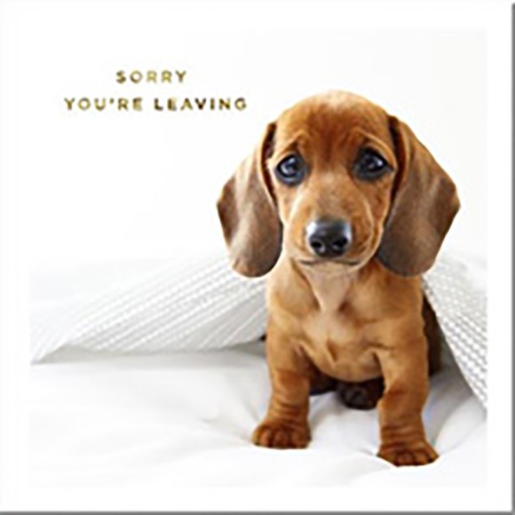 Sorry Youre Leaving Dog