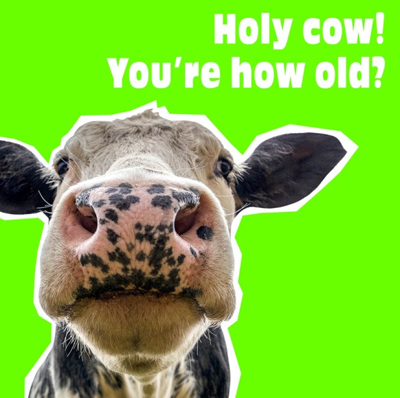 Funkymals: Holy Cow